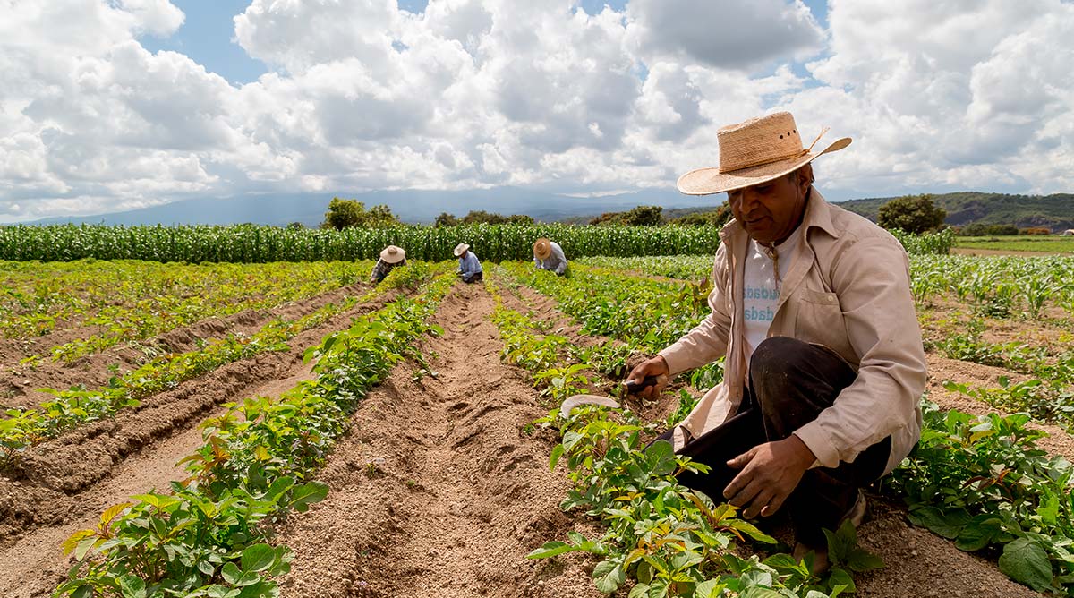 Programa de Especialización en Gestión Sostenible de Cooperativas Agrarias